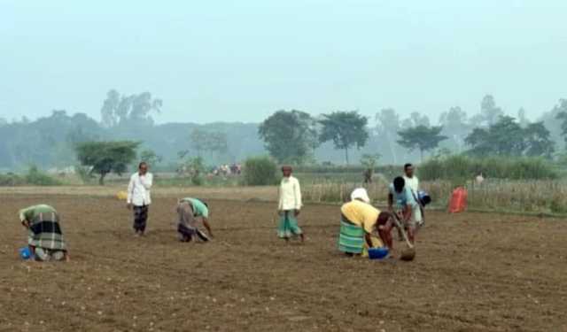 আগাম জাতের আলু চাষে ব্যস্ত হাকিমপুরের কৃষক