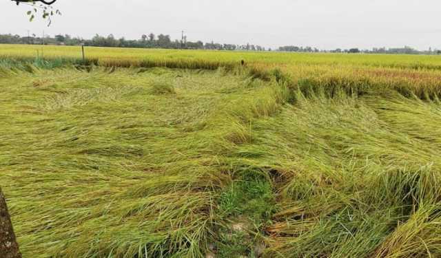 দিনাজপুরে বৃষ্টিতে আমন ধানের ক্ষতি, দুশ্চিন্তায় কৃষক