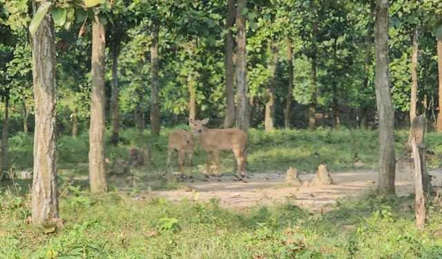 গাজীপুর সাফারি পার্কে ২ নীলগাই শাবকের জন্ম 