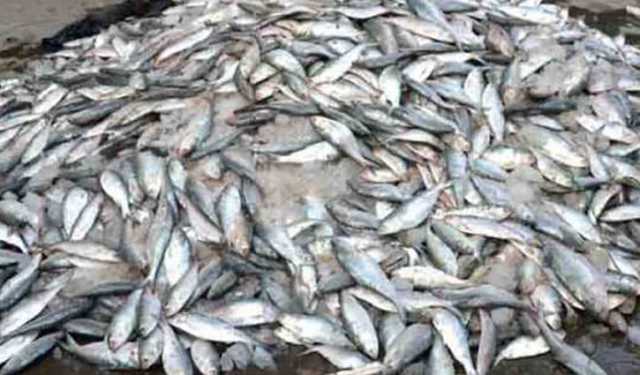 ইলিশ রক্ষায় জাটকা শিকারে আজ থেকে ৮ মাসের নিষেধাজ্ঞা