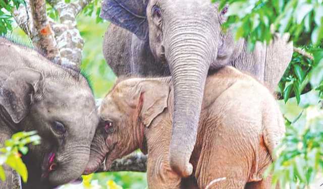 রাঙামাটির সেই বিরল গোলাপি হাতির মৃতদেহ মিলল হ্রদে