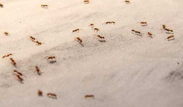 পিঁপড়ার ভয়ে আত্মহত্যা