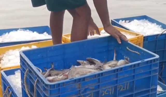 পশ্চিমবঙ্গে নিষেধাজ্ঞা উড়িয়ে হাঙর শিকার, প্রকাশ্যে বিক্রি