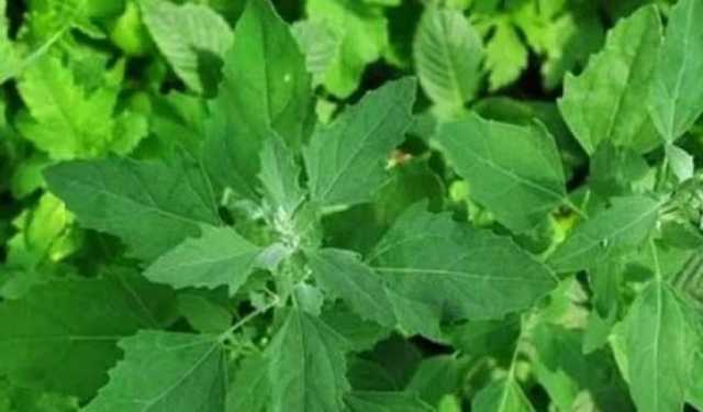 শীতকালীন সুপারফুড ‘বেতো শাক’ খেয়ে যেসব উপকার পাবেন