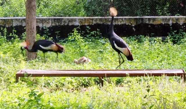 সাফারি পার্কে উগান্ডার জাতীয় পাখি ‘গ্রে ক্রাউন্ড ক্রেন’ ছানার জন্