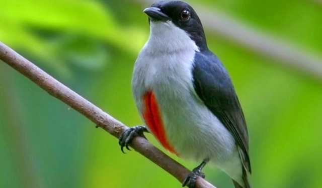 যে পাখি দিনের কাজ শুরু করে ৯ টায়