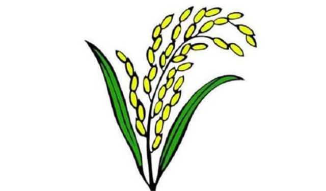 ধানের শীষ পেলেন মাত্র ১০ নারী, মোট প্রার্থীর ৪.২২ শতাংশ