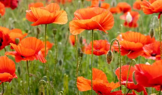 মৃত্যুর প্রতীক ‘পপি ফুল’