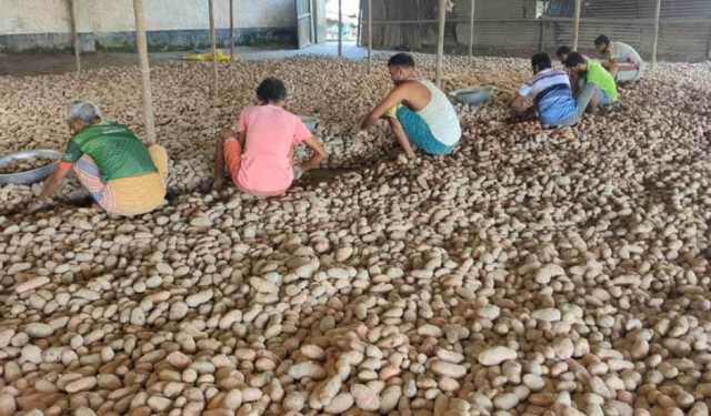 ৪৮ কেজির এক বস্তা আলু বিক্রিতে কৃষক পাচ্ছেন ৩৬ টাকা