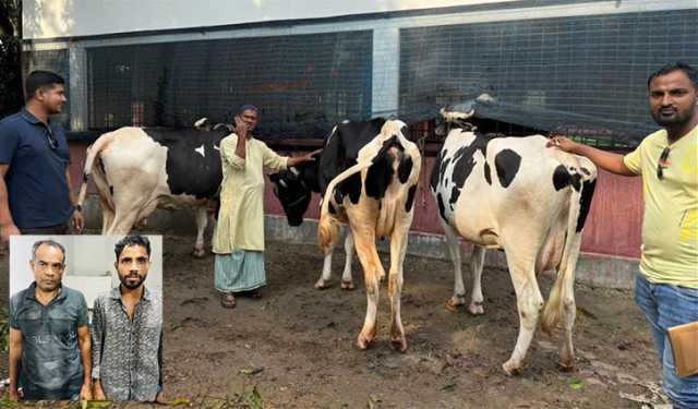 মুন্সীগঞ্জে খামারে ডাকাতির ৩টি গরু উদ্ধার, গ্রেপ্তার ২