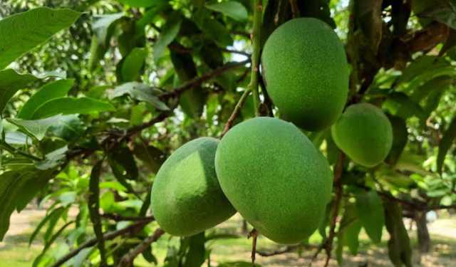 চাঁপাইনবাবগঞ্জে ২ হাজার কোটি টাকার আম বাণিজ্যের আশা