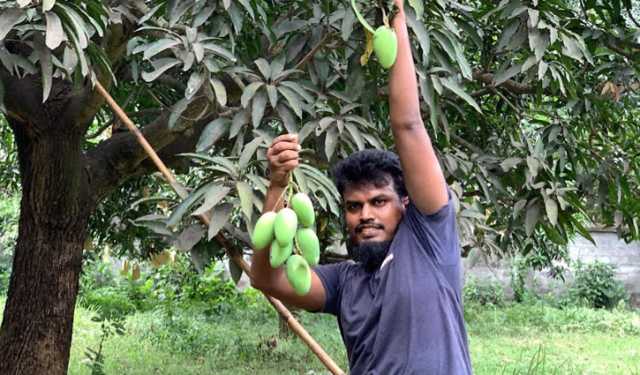 রাজশাহীতে আম নামানো শুরু