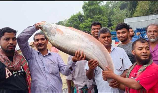 পদ্মায় জেলের জালে ৭ কেজির চিতল