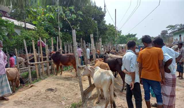 সিন্ডিকেটের হাত থেকে রক্ষা পেলো পশুর হাট, বাড়ল রাজস্ব আয়