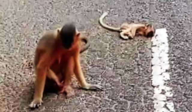 ৫ বছরে সাতছড়িতে গাড়িচাপায় শতাধিক প্রাণির মৃত্যু
