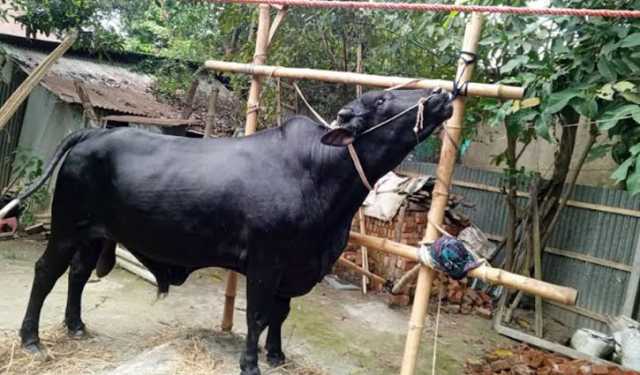 কালীগঞ্জ কাঁপাচ্ছে বিশাল আকৃতির নিগ্রো!