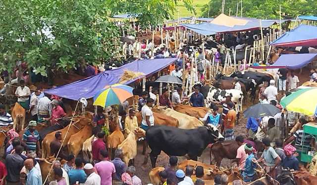 কুমিল্লার হাটে আসতে শুরু করেছে কোরবানির পশু 