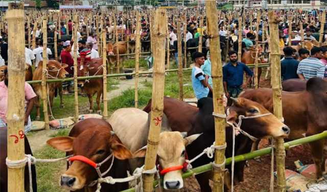 কুমিল্লায় পশুর হাটে দেশি মাঝারি আকারের গরুর প্রাধান্য