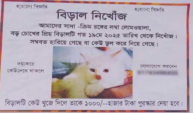 হারানো বিড়াল খুঁজে পেতে পোস্টার সাঁটিয়ে পুরস্কার ঘোষণা কলেজছাত্র
