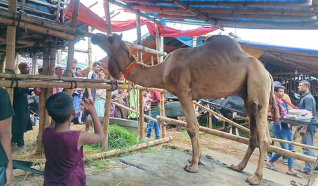ঢাকার গাবতলীতে নজর কাড়ছে আফগানি উট