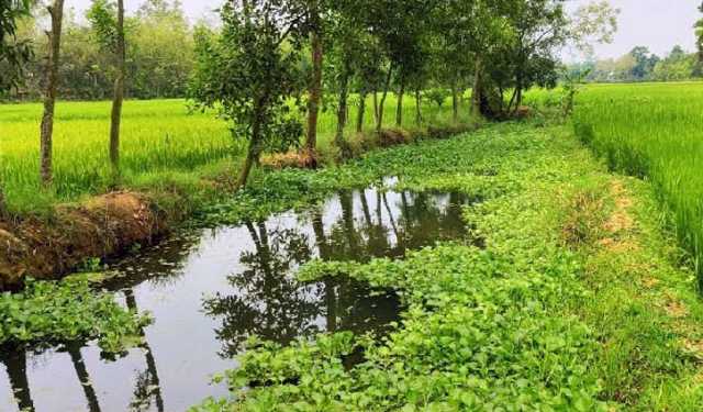দখলে মৃতপ্রায়, হারিয়ে যাচ্ছে ‘চিংড়ি খাল’ 