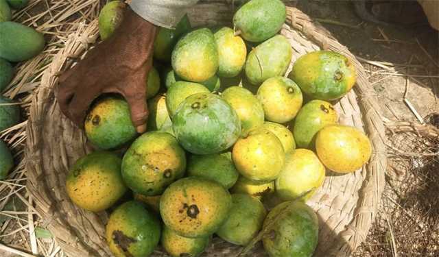 জ্যৈষ্ঠের প্রথম দিনে বাজারে এসেছে পাকা আম