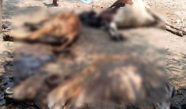 চাঁপাইনবাবগঞ্জে দুশ্চিন্তায় পশু পালনকারীরা