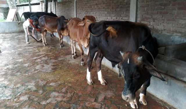 দিনাজপুরে প্রস্তুত ৪ লাখ কোরবানির পশু