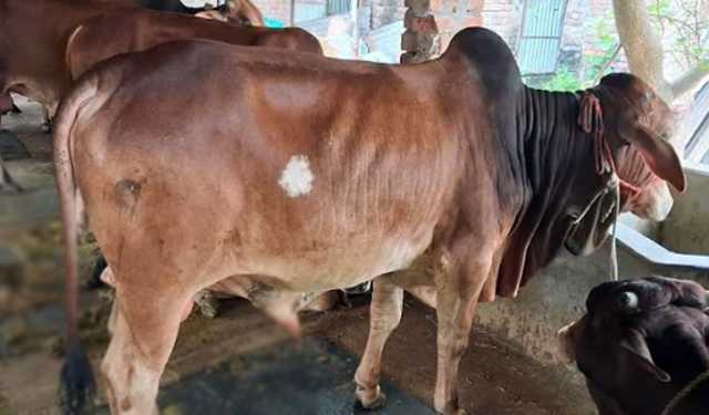 কুষ্টিয়ায় প্রস্তুত ২ লক্ষাধিক কোরবানির পশু