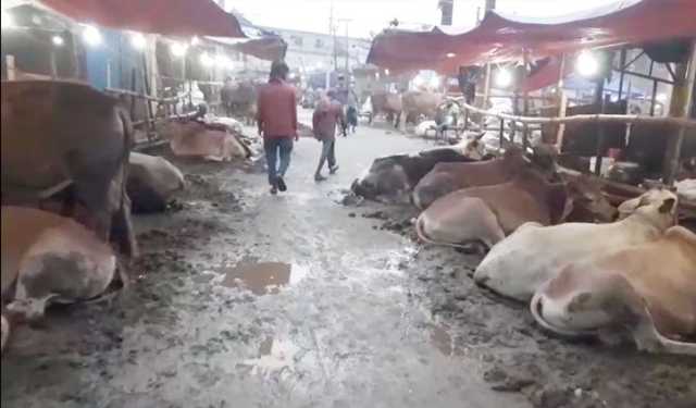 আগেভাগেই পশুর হাট, দুর্ভোগে নগরবাসী