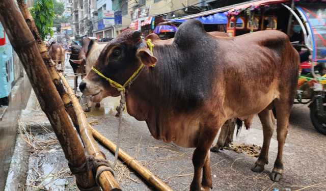 বৃষ্টি বাগড়ায় পশুর হাটে ক্রেতা কম, দুঃশিন্তায় ব্যবসায়ীরা