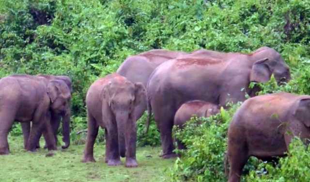 শেরপুরে বন্য হাতির আক্রমণে নিহত ২