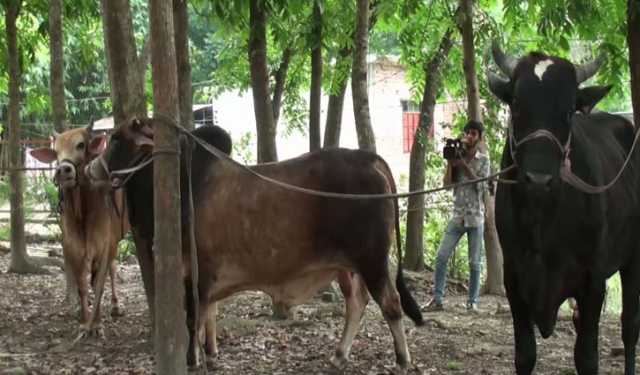 গোপালগঞ্জে হাট কাঁপাবে কালো পাহাড়, লালু, পাগলা-১ ও পাগলা-২