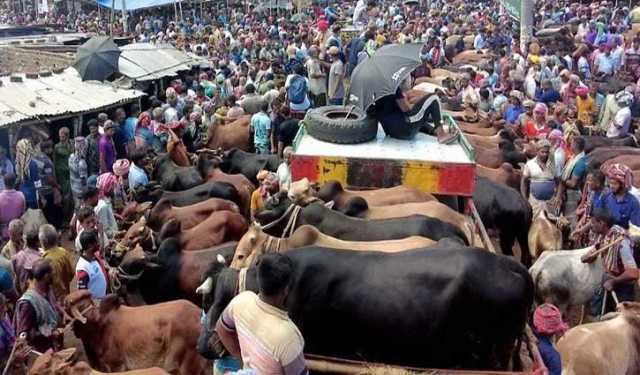 রাজধানীতে বসছে ১৯টি অস্থায়ী কোরবানির পশুর হাট 