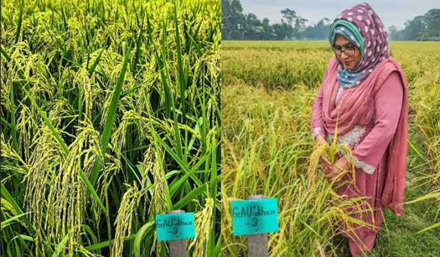 সুগন্ধিযুক্ত ও জিঙ্ক সমৃদ্ধ নতুন ধানের জাত উদ্ভাবন 