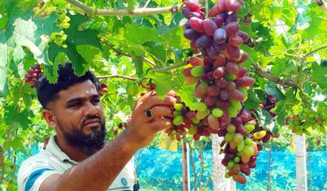 মিষ্টি আঙুর চাষে সফল ঝিনাইদহের আলামিন