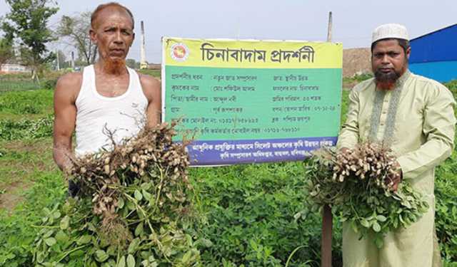 বাহুবলে চিনাবাদাম চাষে সাফল্য পেলেন কৃষক শফিউল 