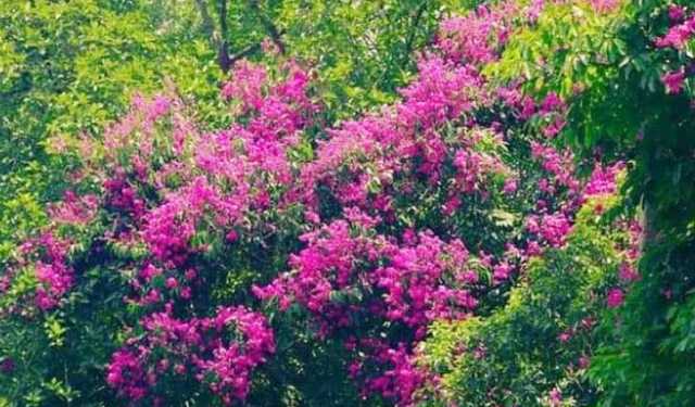 ফুলের রাজ্যে ইসলামী বিশ্ববিদ্যালয়