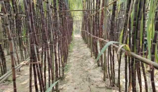 কালো জাতের আখ চাষে সফল মাসুদ