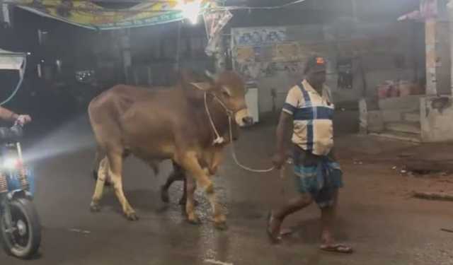 কেরানীগঞ্জের হাটগুলোতে আসছে কোরবানির পশু