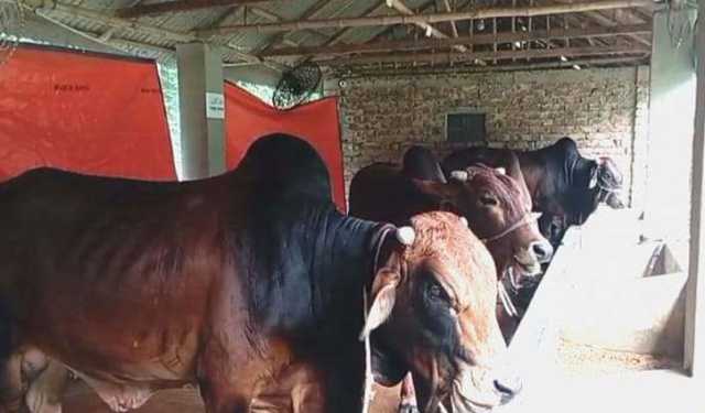 খুলনায় ২২ হাটে কোরবানির পশু বিক্রি শুরু
