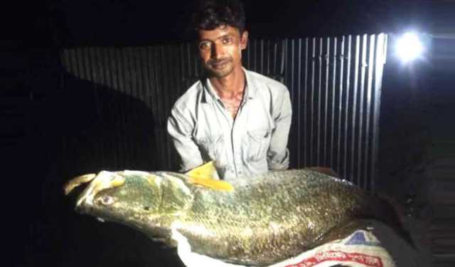 ২৫ কেজির কোরাল বিক্রি হলো ২৬ হাজার টাকায়