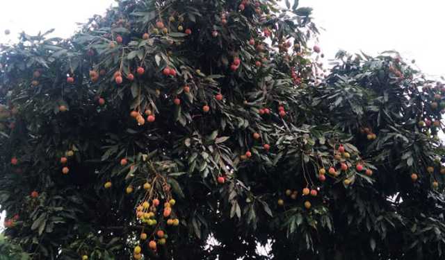 দিনাজপুরের গাছে গাছে রসালো লিচু