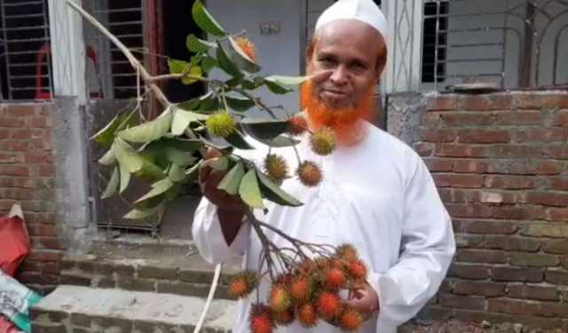 রামবুটান চাষে তাক লাগানো সাফল্য