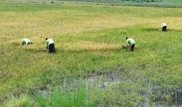 ধানের বাম্পার ফলনে ঈদ আনন্দ হাওর পাড়ের কৃষকের ঘরে