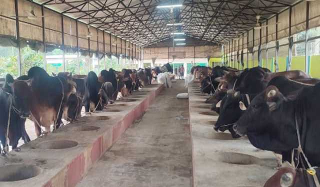সিরাজগঞ্জে ৩ হাজার কোটি টাকার পশু বিক্রির আশা 