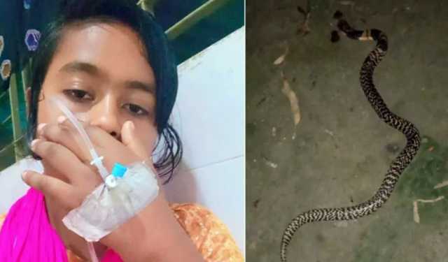 কামড় দেওয়া সাপ নিয়ে টিকটক, টিকটকার কোমায়