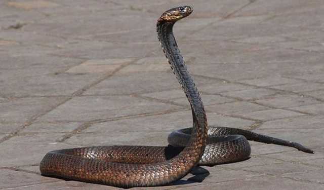 হবিগঞ্জে সাপের কামড়ে শিশুর মৃত্যু