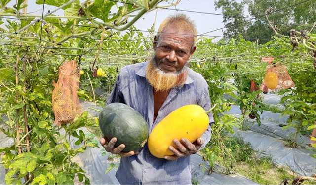 মাচায় ঝুলছে তিন রঙের তরমুজ 