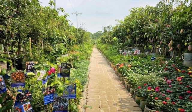 বৃক্ষ মেলায় ককটেল বিস্ফোরণ 